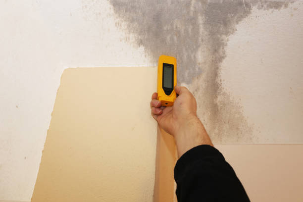 Best Biohazard Mold Removal  in Weirton, WV