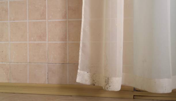 Reliable Weirton, WV Mold Removal Solutions