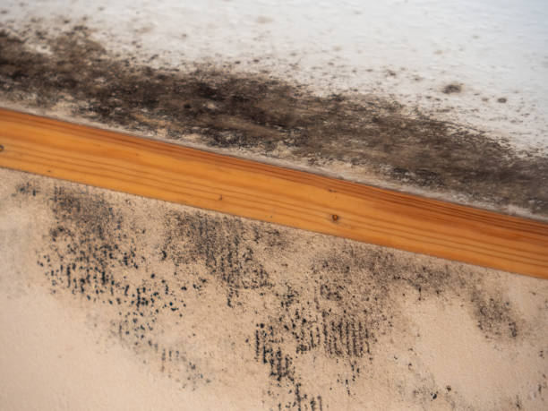 Best HVAC Mold Inspection and Cleaning  in Weirton, WV