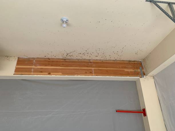 Best Commercial Mold Inspection  in Weirton, WV