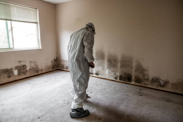 Best Real Estate Mold Inspection  in Weirton, WV
