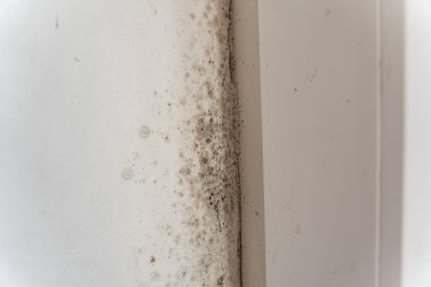Best Industrial Mold Remediation  in Weirton, WV
